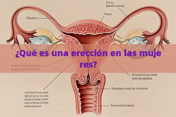 ¿Qué es una erección en las mujeres? - Cialis:Todo lo que Debes Sabe